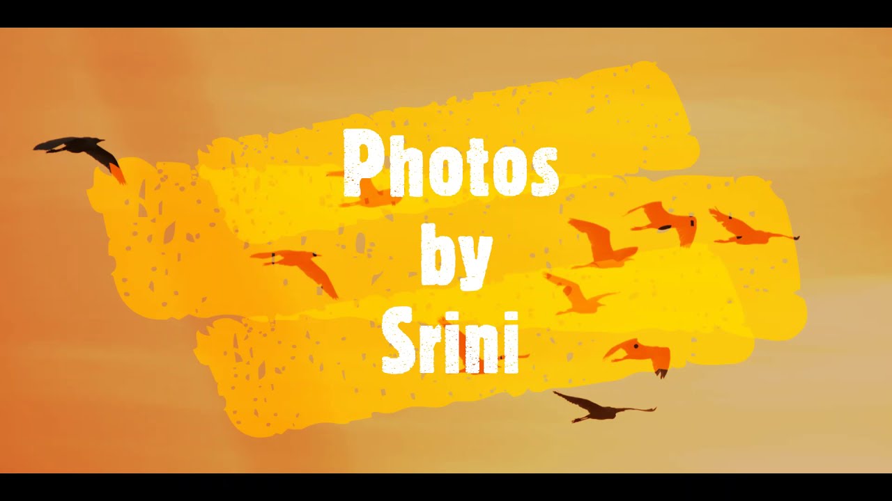 Water birds of India