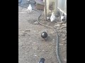 Türk sortu,yapon sortu hər cürə quşlarım vardır!