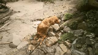 The paralyzed stray cried by the river because no one cared, until she met her true loving owner....