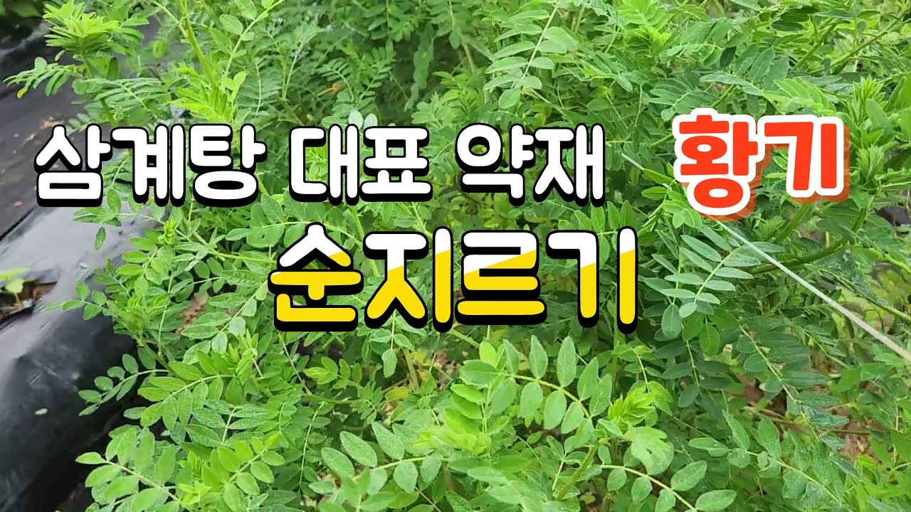 텃밭작물추천 ️ (황기재배)장마철 쓰러짐 방지와 뿌리 생육촉진을 위해 상부의 잎과 줄기를 싹뚝 잘라 줍니다 - YouTube