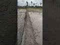 kita libur mncng,karna kita mulai mnanam padi