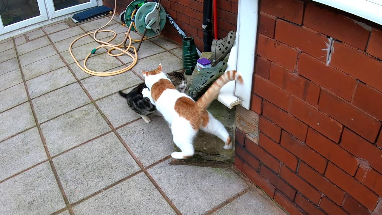 Cat Protects His House From Intruder