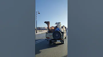 صحراء صحراوي الصحراء المغربية 