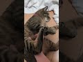 猫は腰に弱い