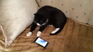 У кота не выдержали нервы У кота не выдержали нервы