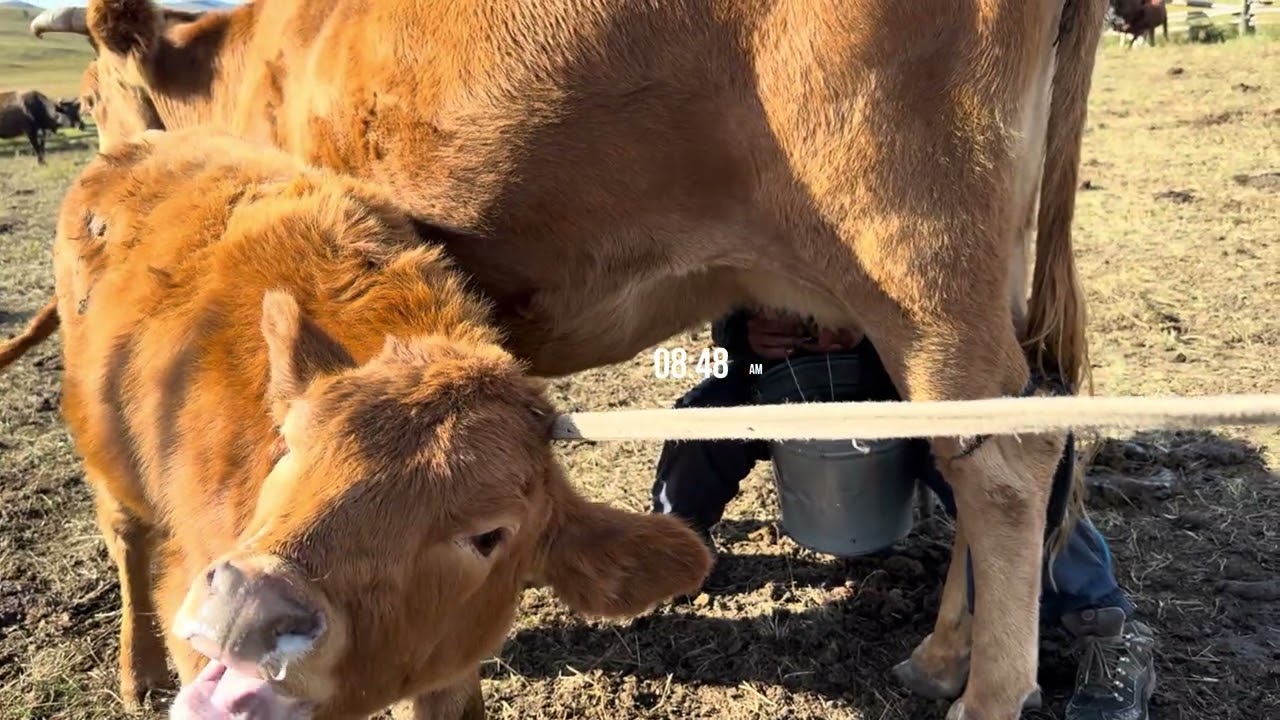 Хөдөөний нам гүмээс сумын төв рүү | Халуун ус & Интернет | А Simple Town Day