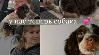 ЗАВЕЛИ СОБАКУ/ МИЛОЕ ВИДЕО О ЩЕНКЕ 💕/ РУССКИЙ ОХОТНИЧИЙ СПАНИЕЛЬ