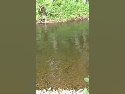 1185 Красивая ТАЙГА Вода ПРОЗРАЧНАЯ РЫБАК стоит БЛИЗКО пугает РЫБУ # ...