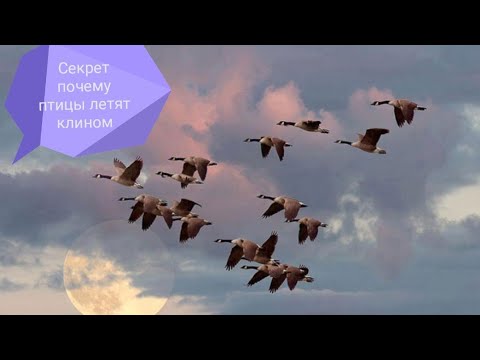 Секрет летящих птиц клином