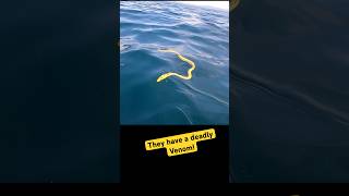 Beautiful Sea Snake Video 🐍 #shorts