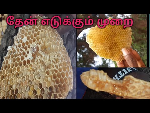 Pure Honey harvesting 100% natural/தேன் எடுக்கும் முறை.