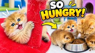 Playtime Made These Kittens SO Hungry!