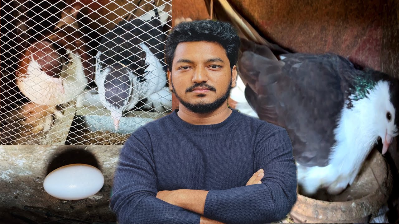 কবুতর মুরগীর সাথে শেষ দেখা 😭