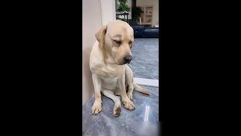 拉布拉多老四又挨揍了，这回冤不冤呢