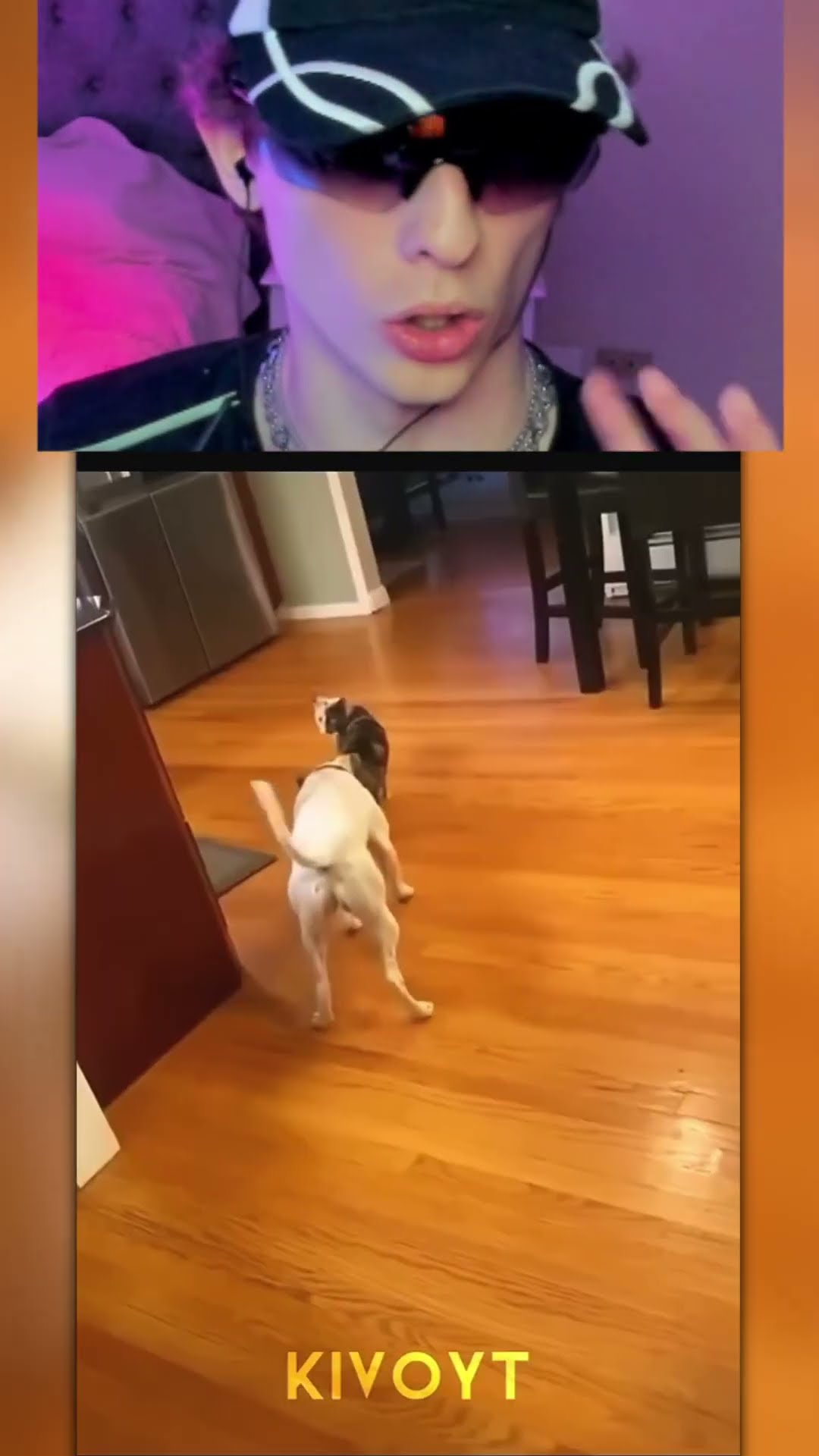Los GATOS asustan PERROS?