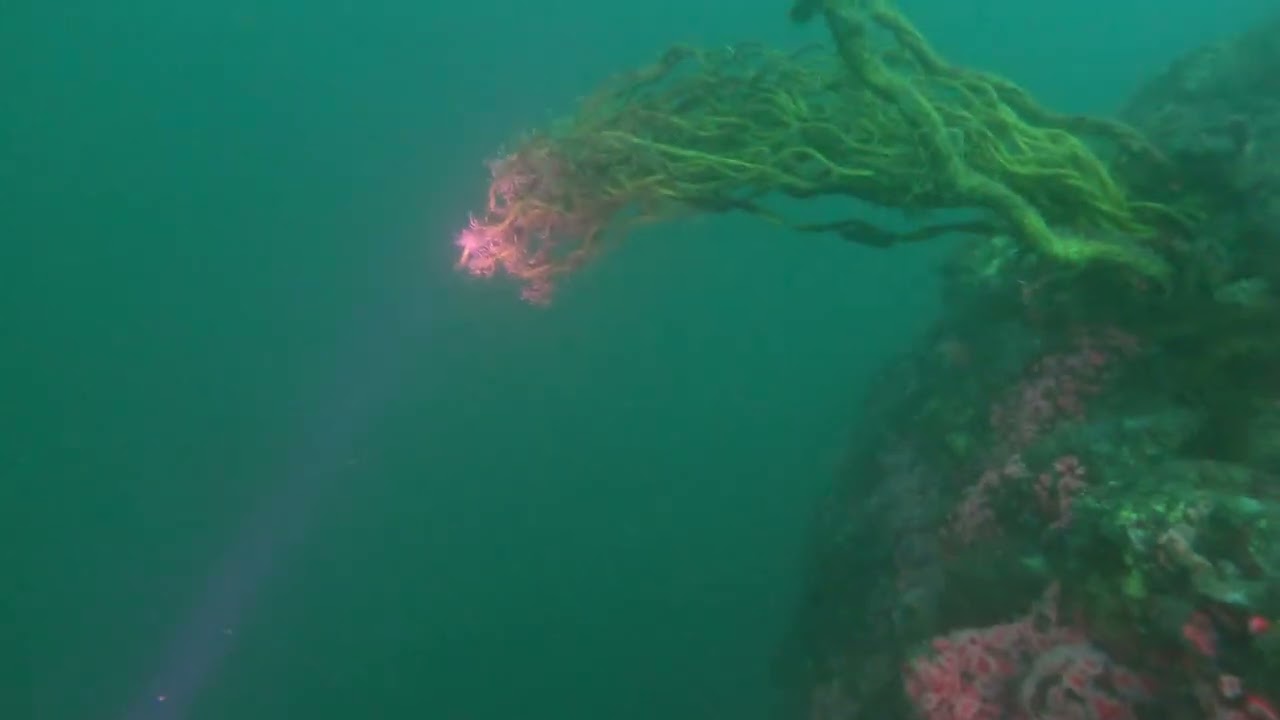 Wreck Alley San Diego