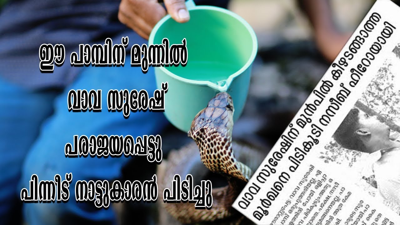 snake oil Vava Suresh ന് മുന്നിൽ കീഴടങ്ങാത്ത മൂർഖൽ നാട്ടുകാരൻ പിടിച്ചു/The Cobra Slipped By Vava Suresh/Animal