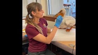 Hands On! Practical Conservation for the Collections Professional Care and Cleaning of Taxidermy