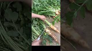 Tl 710020091 Mini Rotary Tillage And Ridging All-In One Tree