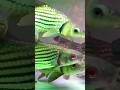 Jullien&#39;s golden carp Fish #aquarium #fish #amazing #animals