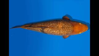 Koi Auktion Dainichi GinrinChagoi Nisai Diamond female 49cm NN5-0528