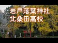 【京都紅葉】落葉神社と北桑田高校の銀杏の絶景