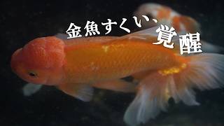 Vlog] Goldfish Scooping Awakening at the Goldfish Festival