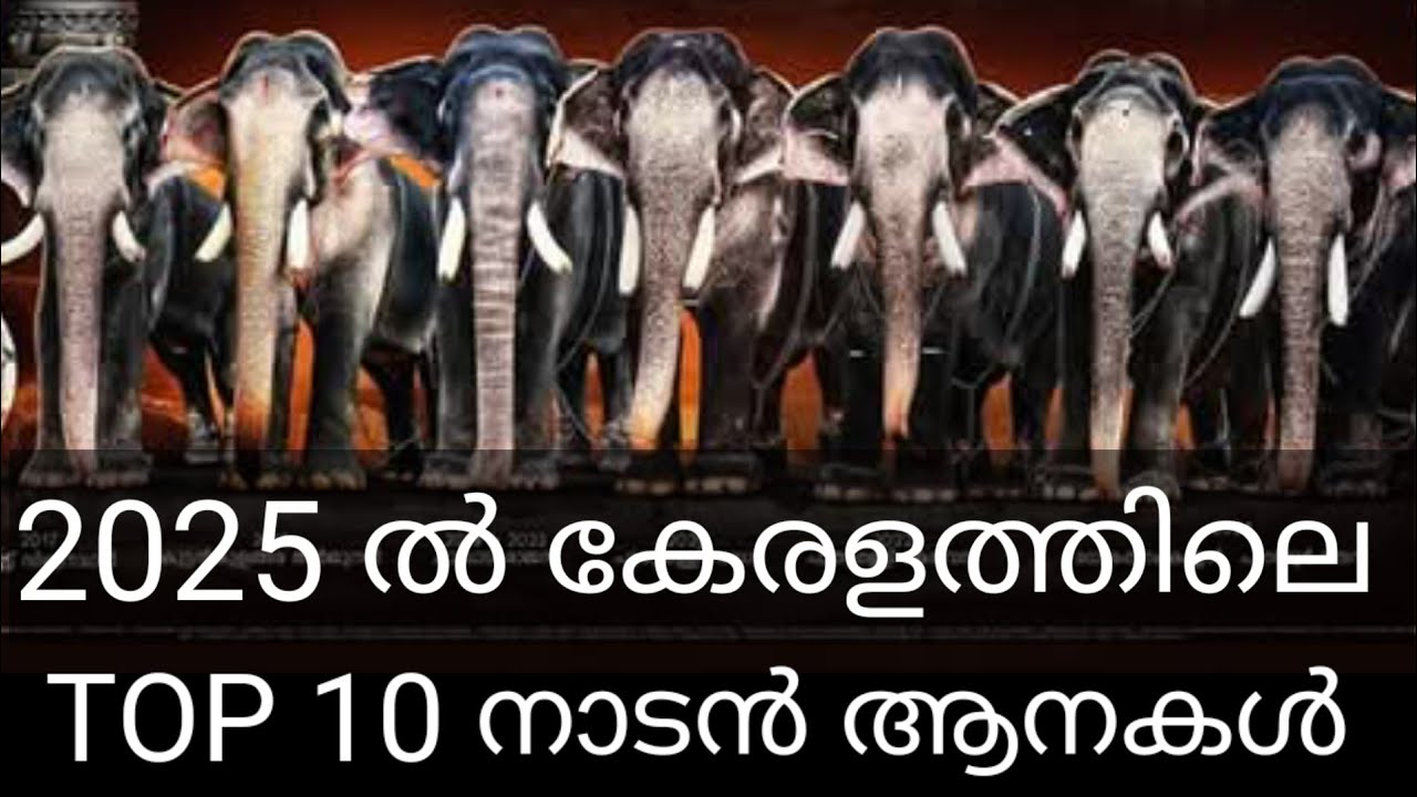 10 лучших слонов в Керале 2025 года (малаялам) | 12 слонов, которые являются настоящими королями ...
