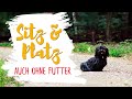 Sitz und Platz (auch OHNE Futter) beibringen - Basic Guide - Hundetraining mit Havaneser