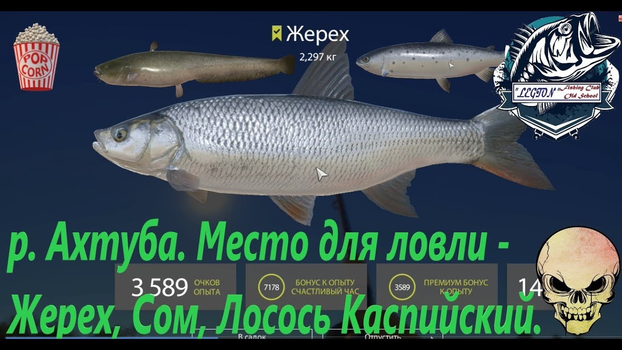 Рр3 жерех волга