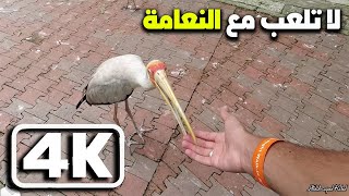 هل أستطيع زيارة عشره أماكن في كولالمبور في يوم واحد ?? ?‍️