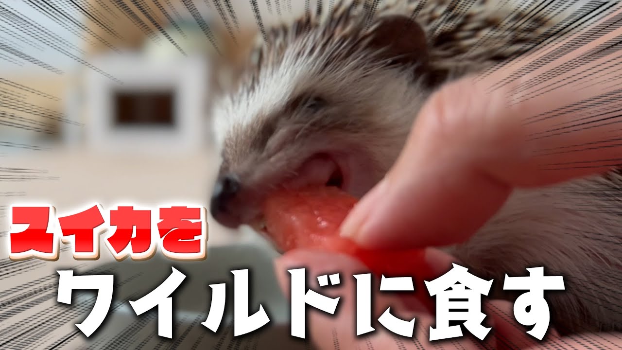 野生味あふれるスイカの食べかたをするハリネズミ - YouTube