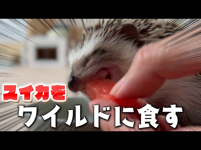 ハリネズミ寝袋 ドーム型スイカ赤 YouTube