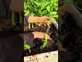 planting water spinach stems into the fertile soil container to grow organic green vegetables