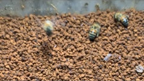 Beekeepers and stingless bee getting bee pollen #honey #beekeeper #beehive #nature #beelove #farm