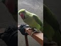 mithu mithu 51 #parrot #talkingparot #nonstoptalkingparrot #cute #parrotsound #funny #mithukibatain