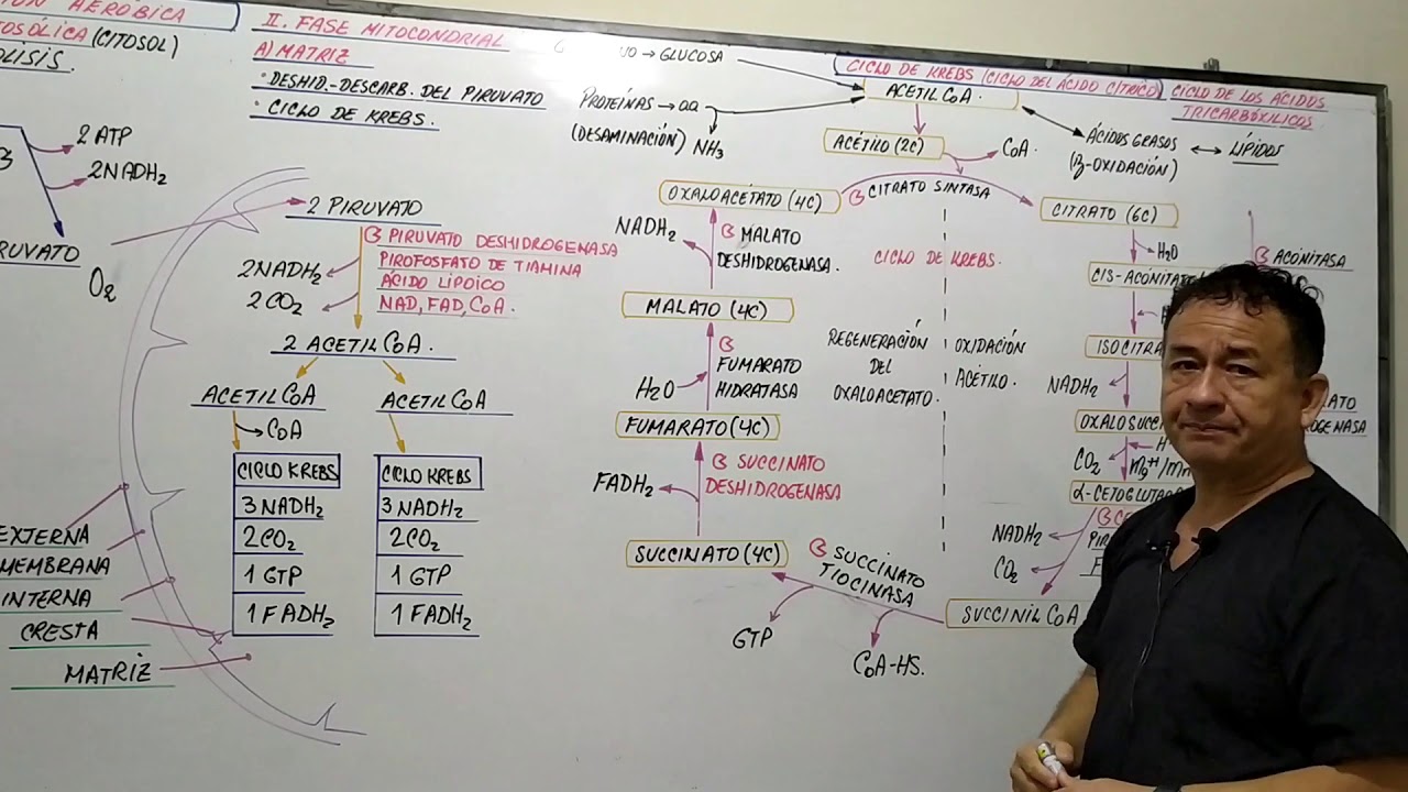 RESPIRACION CELULAR AERÓBICA - CICLO DE KREBS - CADENA TRANSPORTADORA DE ELECTRONES - FOSORILACIÓN