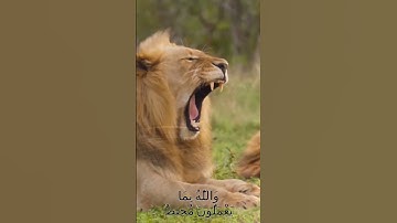 سورة الأنفال و..كا.نك تسمعها لأ..و،.ل مرة 🏵️..💞..💐🌸..💘🍃..💝بصوت الشيخ حمزة مد،بو.ح 💟،،💜🌼؛💘؛؛🌷💞.💕