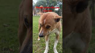 Dog # indian dog # street dog # viral short # trending short #? Viral song # hindi song # Indies #