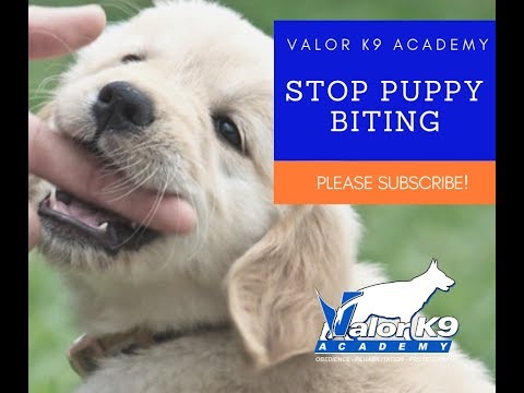 How to STOP puppy biting NOW!