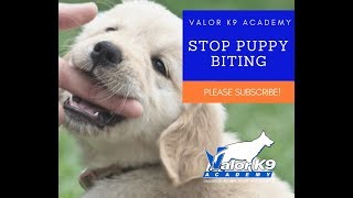 How to STOP puppy biting NOW! | Boise Idaho Puppy Training