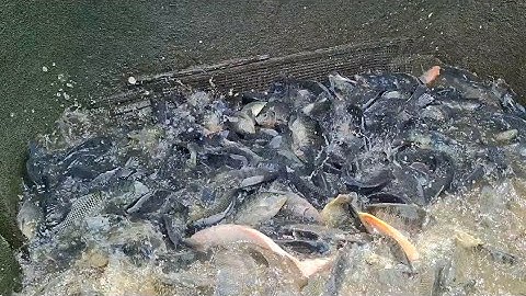 PANEN IKAN NILLA UMUR 6 BULAN