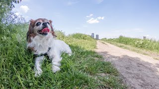 Short escape from the city (barefoot walk with my dog in Bucharest Delta)