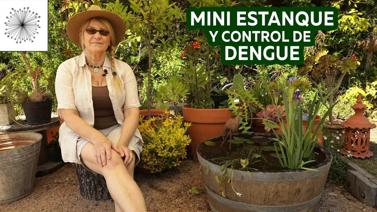 Estanque pequeño y control de Dengue en casa