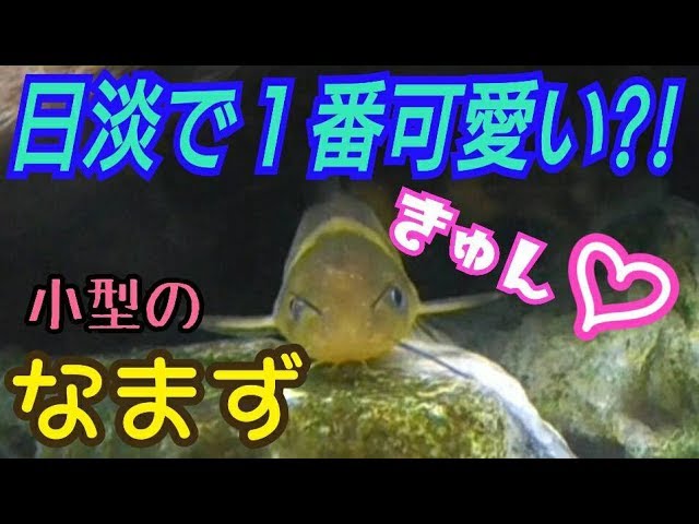 日本の淡水魚で１番可愛い って思えるほど愛らしいギバチ Youtube