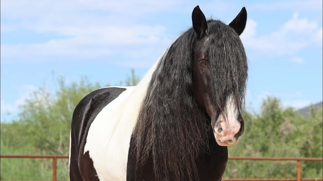 Pudge- Mozaun & Sarah McKibben. Horsebid.com 