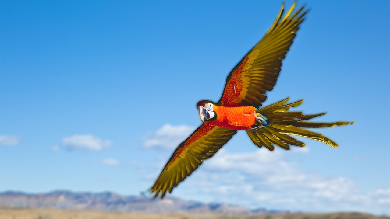 Baby Catalina Macaw | DaVinci and Nicole