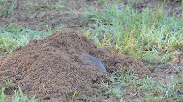 pocket gopher video