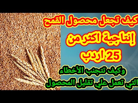 كيف تزيد إنتاجية القمح وكيف تتجنب الأخطاء التي تقلل من المحصول