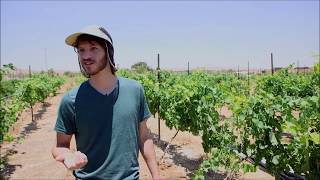 Израильские агротехнологии в пустыне